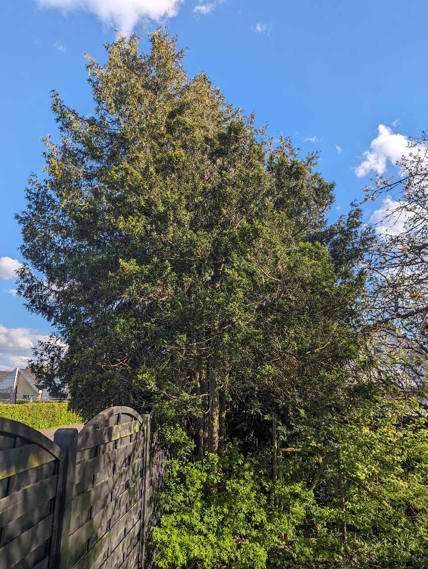 Fældning af træer samt fræsning af stubbe