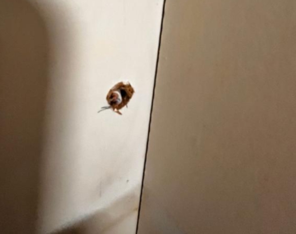 Elektriker til udskiftning af stikkontakter, afbryder, og diverse