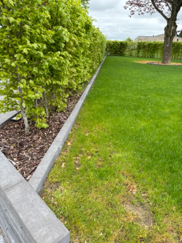 Lugning under bøgehæk