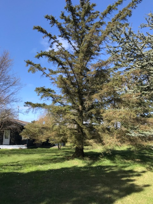 Fældning og stubfræsning af grantræ