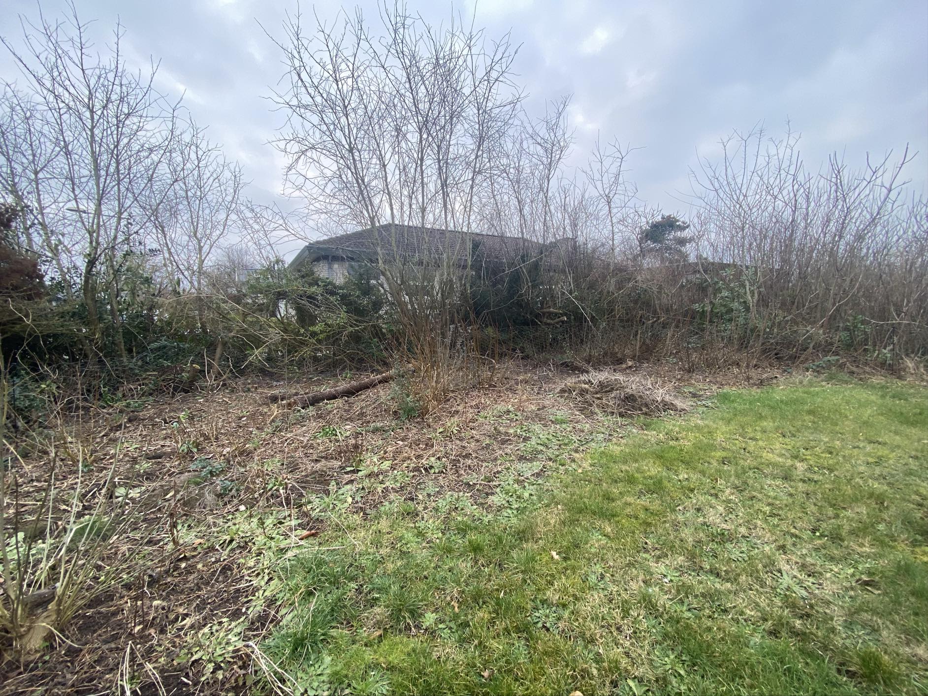 Haverenovering inkl træfældning