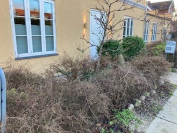 Forhave og baghave oprydning, klargøring og evt. ny beplantning