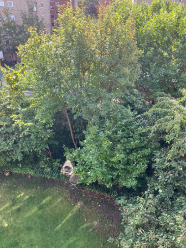 beskæring af elmetræer snarest