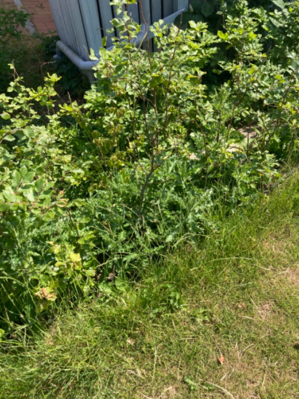 Lugning af bøgehæk