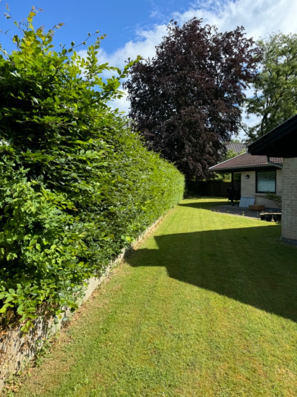 Hækklipning 0g bortkørsel af afklip og kompostbunke