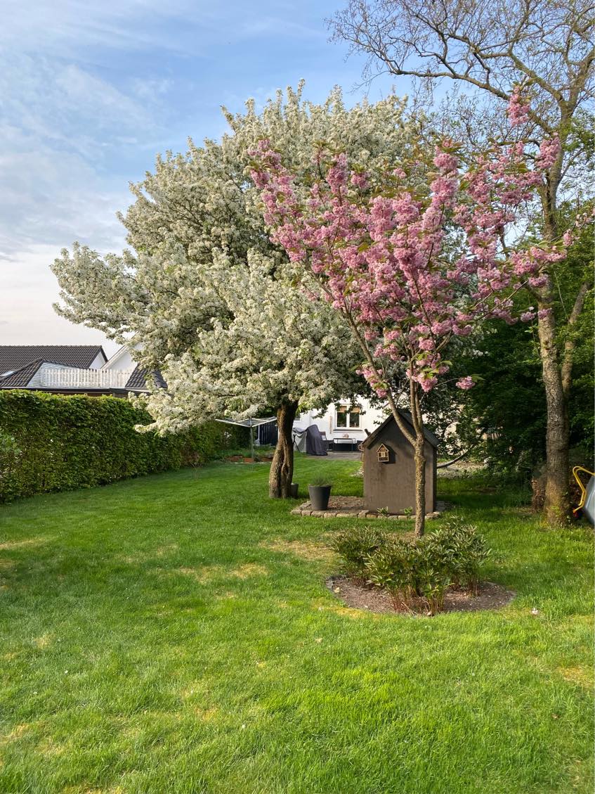 Klipning af hæk med bortkørsel