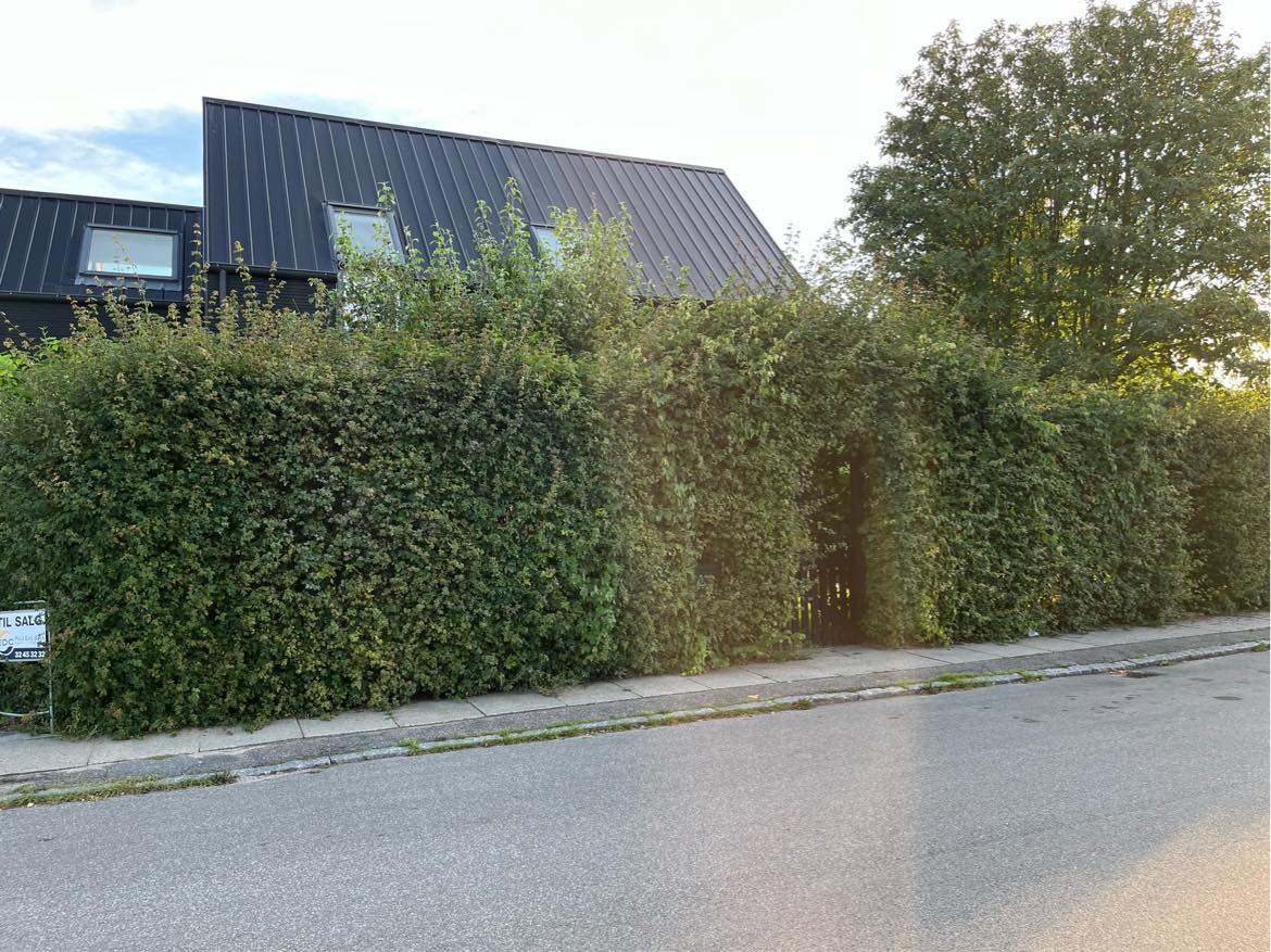 Klipning af hæk og græsplæne.