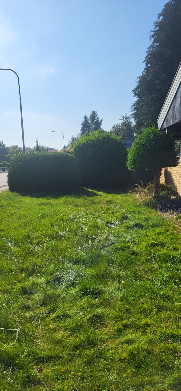 slå græs. lidt trimning. bortskaffelse.