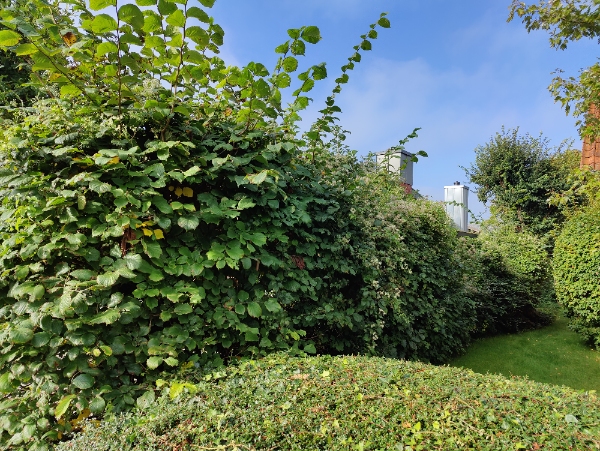 Fjerne hæk/træer, inklusiv rødder