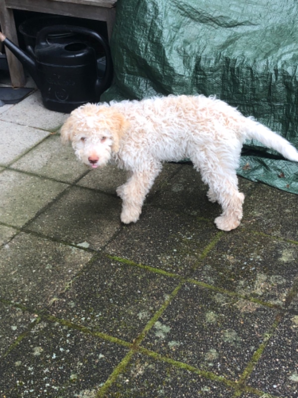 Pasning af lille hund i 3 uger August/September