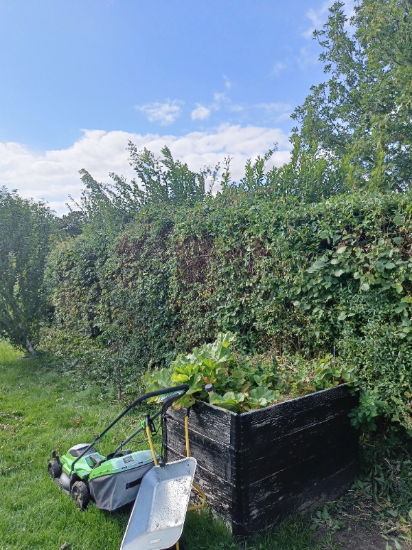 Højde på hæk/træer