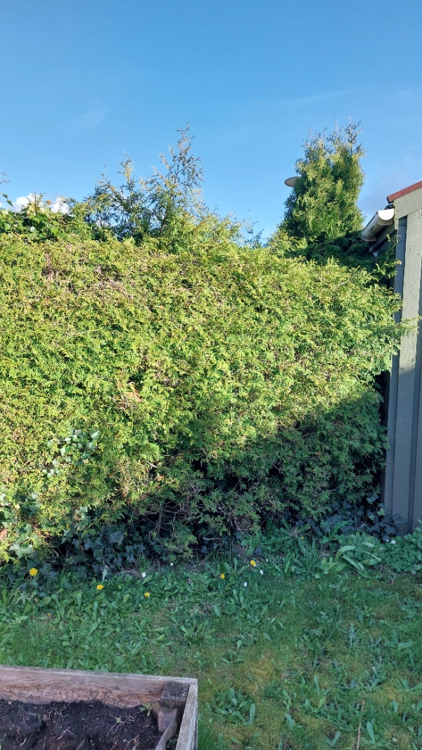 Fjernelse af højbede og havearbejde