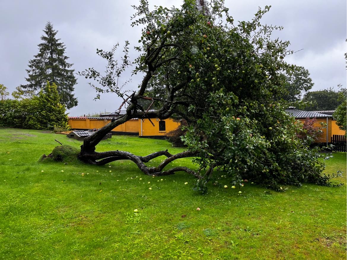 Bortskaffelse af væltet træ