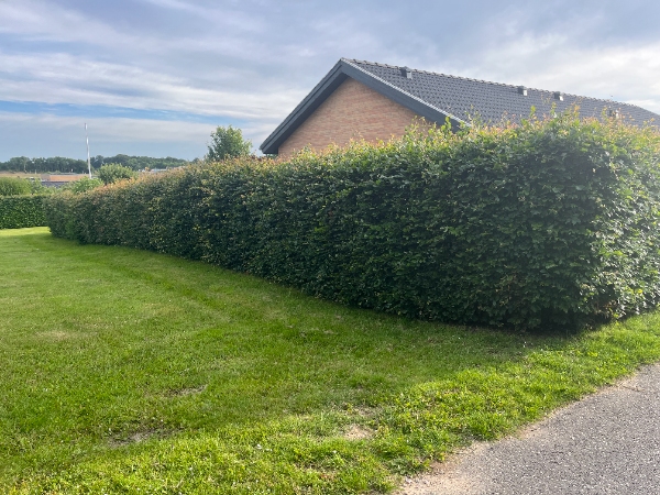 Bøgehæk klipning og bortskaffelse