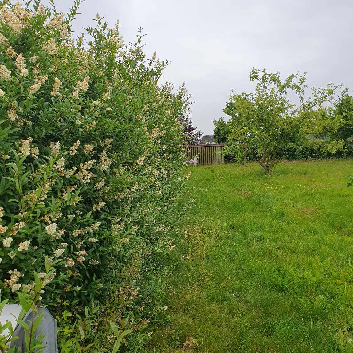 Hækklipning rundt om grunden