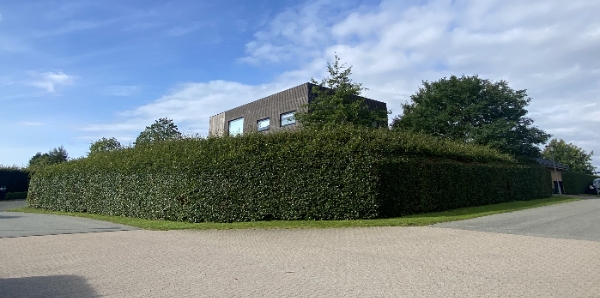 klippet toppen af stor, høj og bred hæk