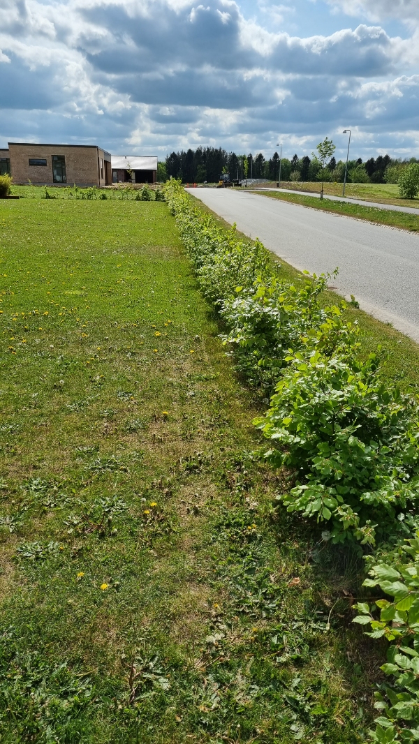 Ukrudt fjernes under 80lbm bøgehæk (lav hæk)