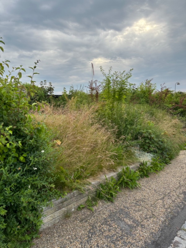 Have rydning af forhave