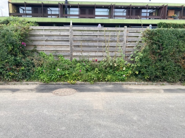 Oprensning og nyplantning af 4 meter hæk