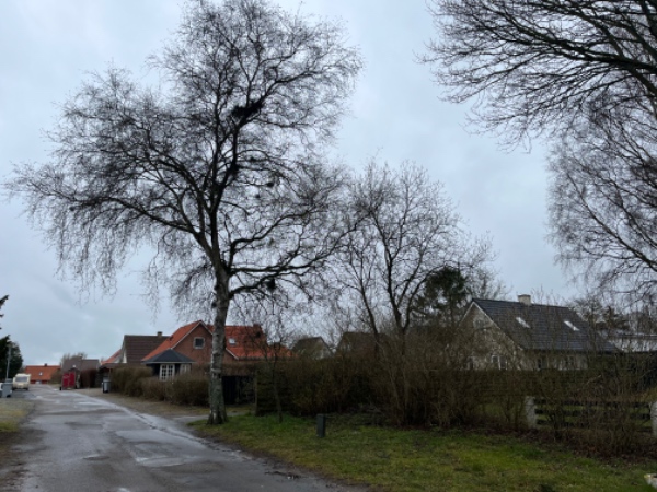 Fældet et birketræ