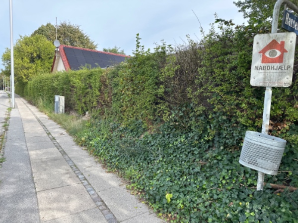 Hæk og beskæring af træerne