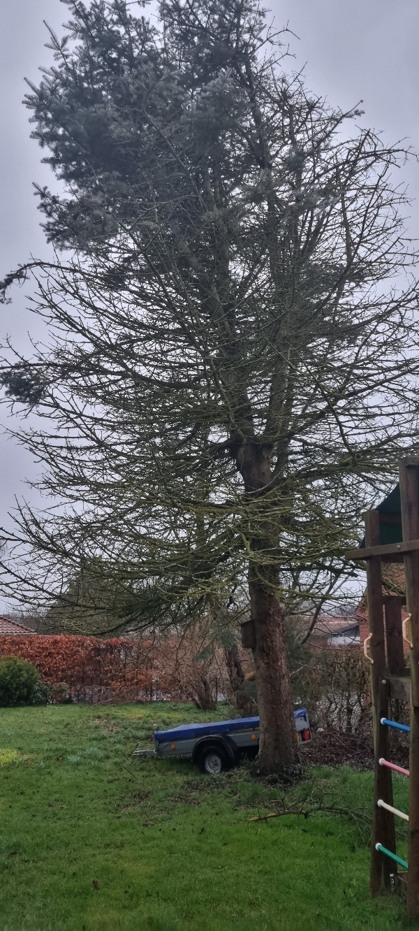 Fældning af høj blågran, der er gået ud.