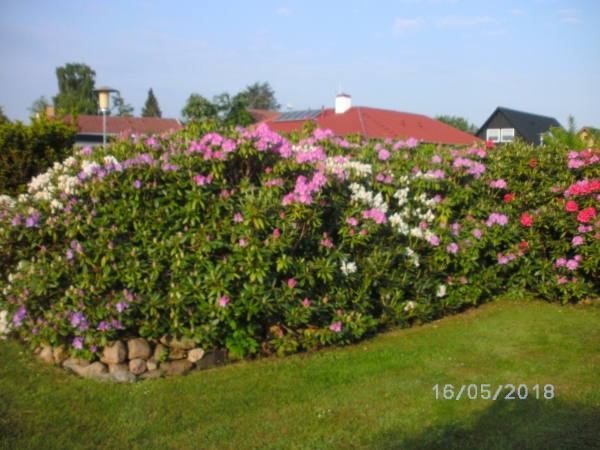 studsning af mindre buske samt udtynding af rhododendrod bed