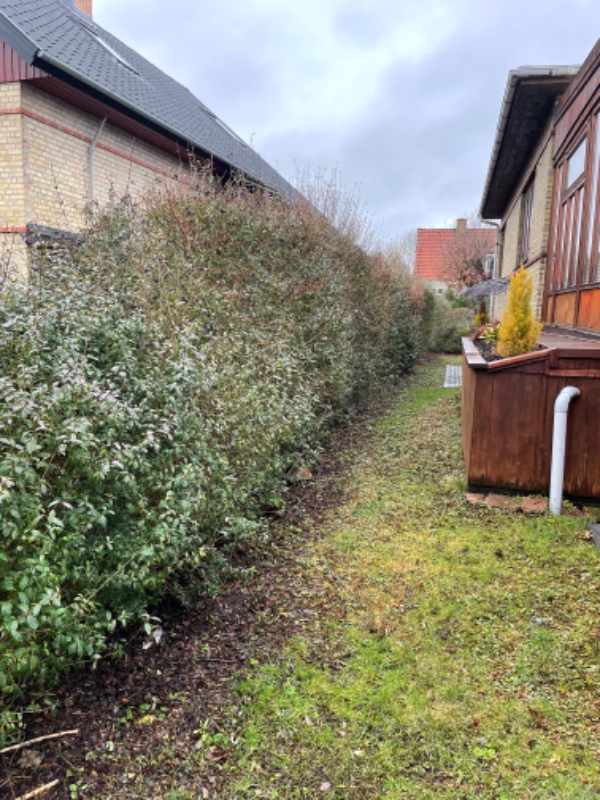 Beskæring af hække