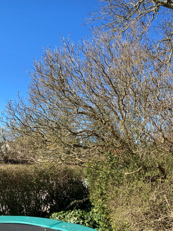 beskæring af træer