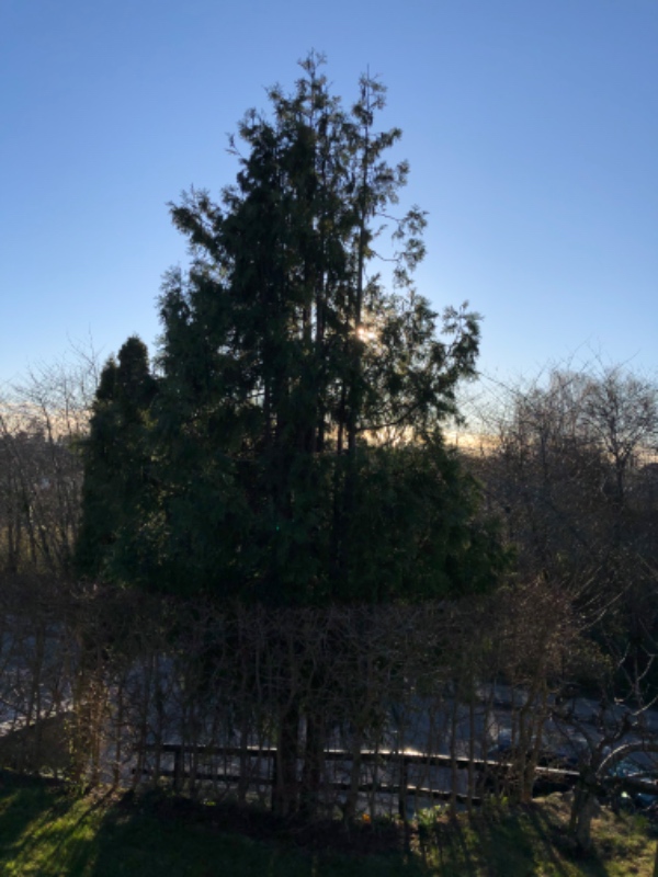 Beskæring af cyprestræ og topkapning af birketræ