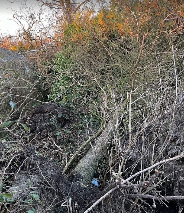 Ophugning af væltede træer samt bortskaffelse