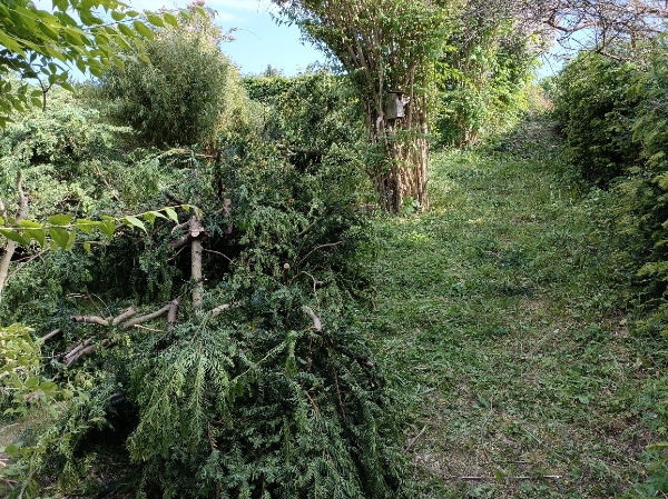 Udbæring samt bortkørsel af takshæk