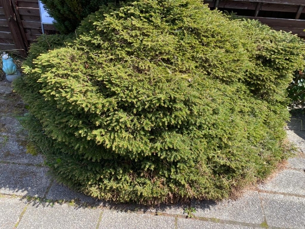 Oprivning af planter og buske