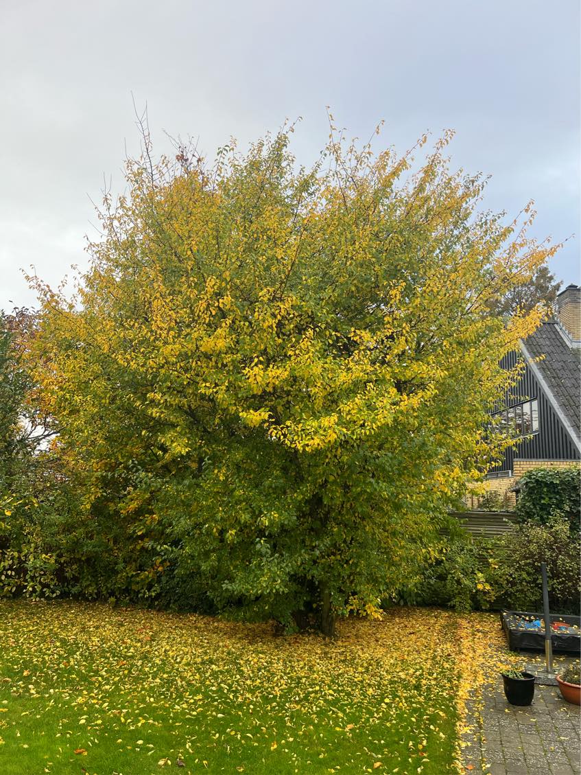 Beskæring/trimning af træer/buske