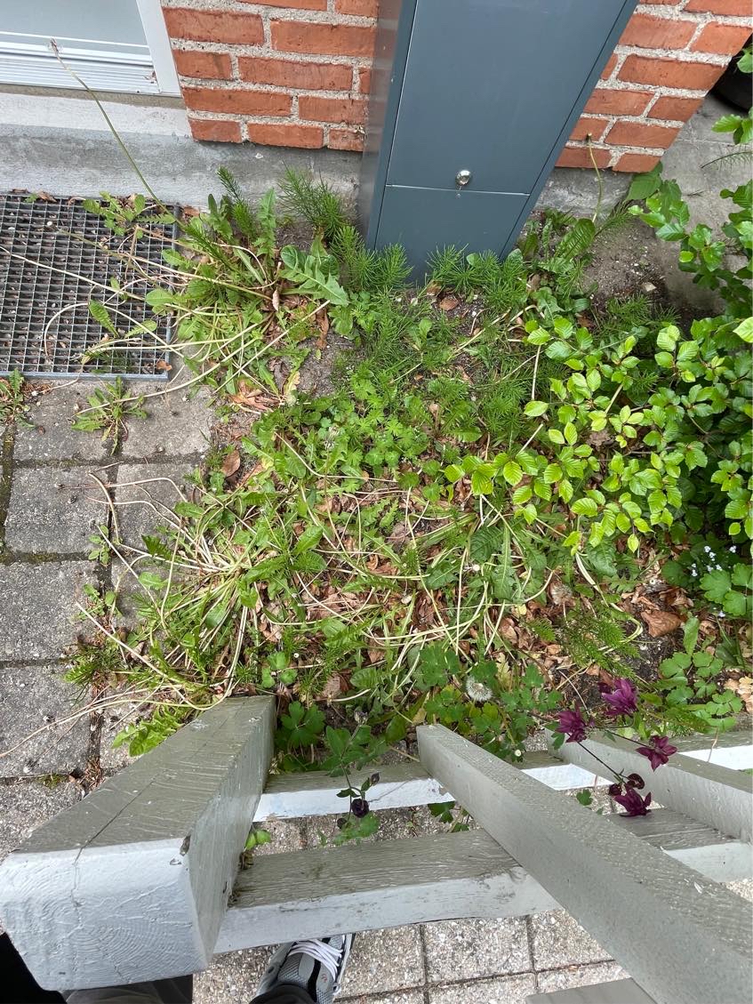 Hjælp til min jungle have