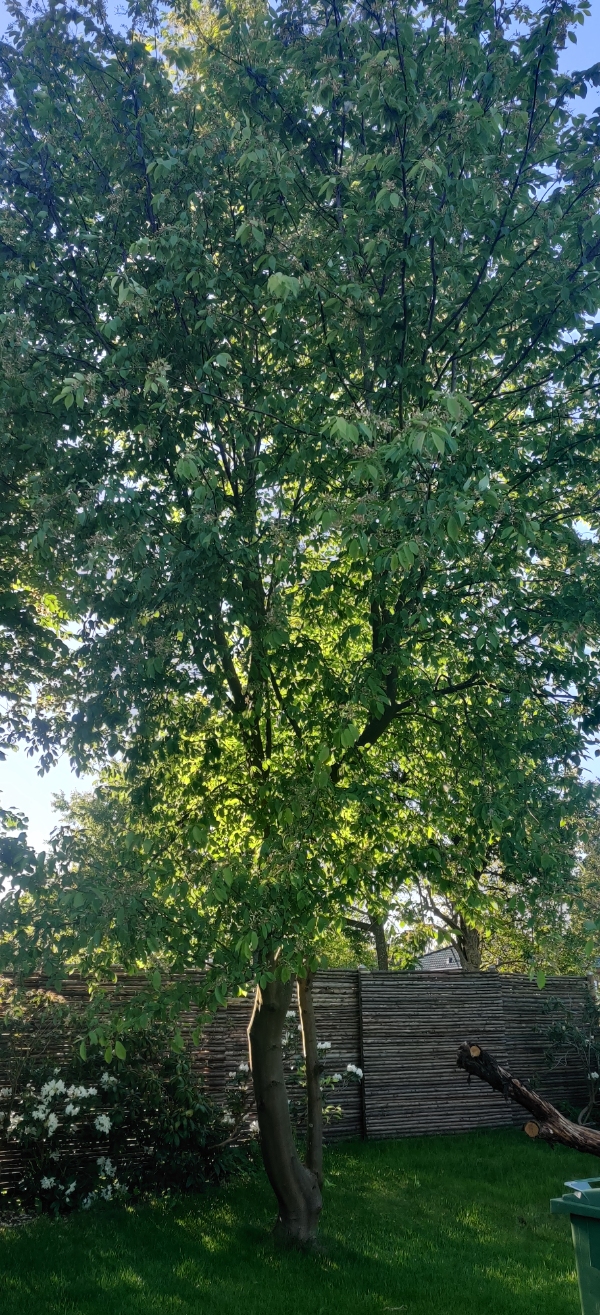 Træfældning og beskæring