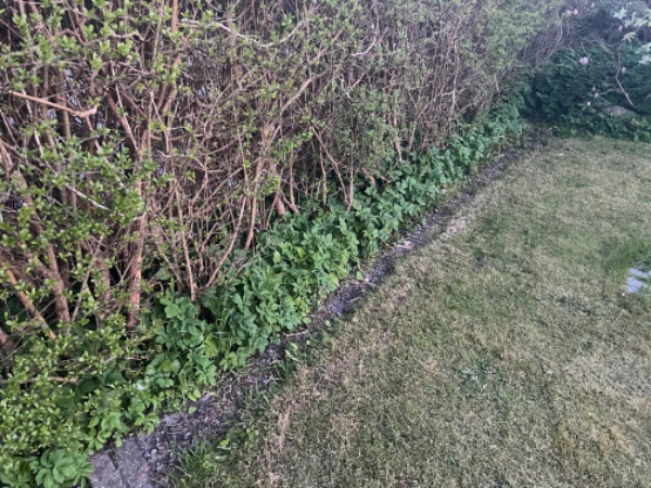 Ukrudt fjernes fra bede og sten