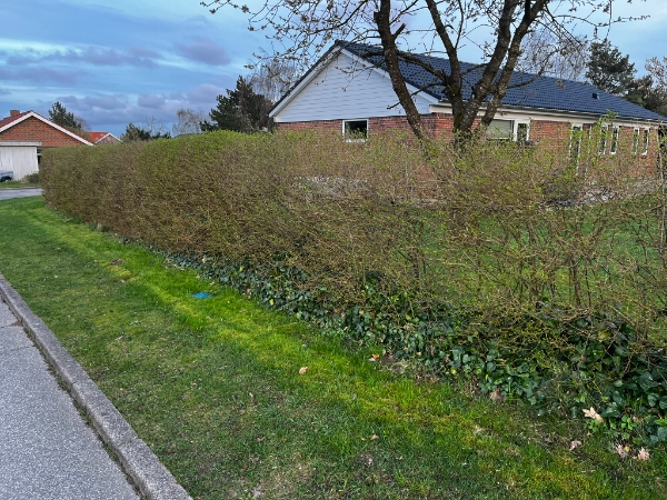 Lugning af hæk og efeu