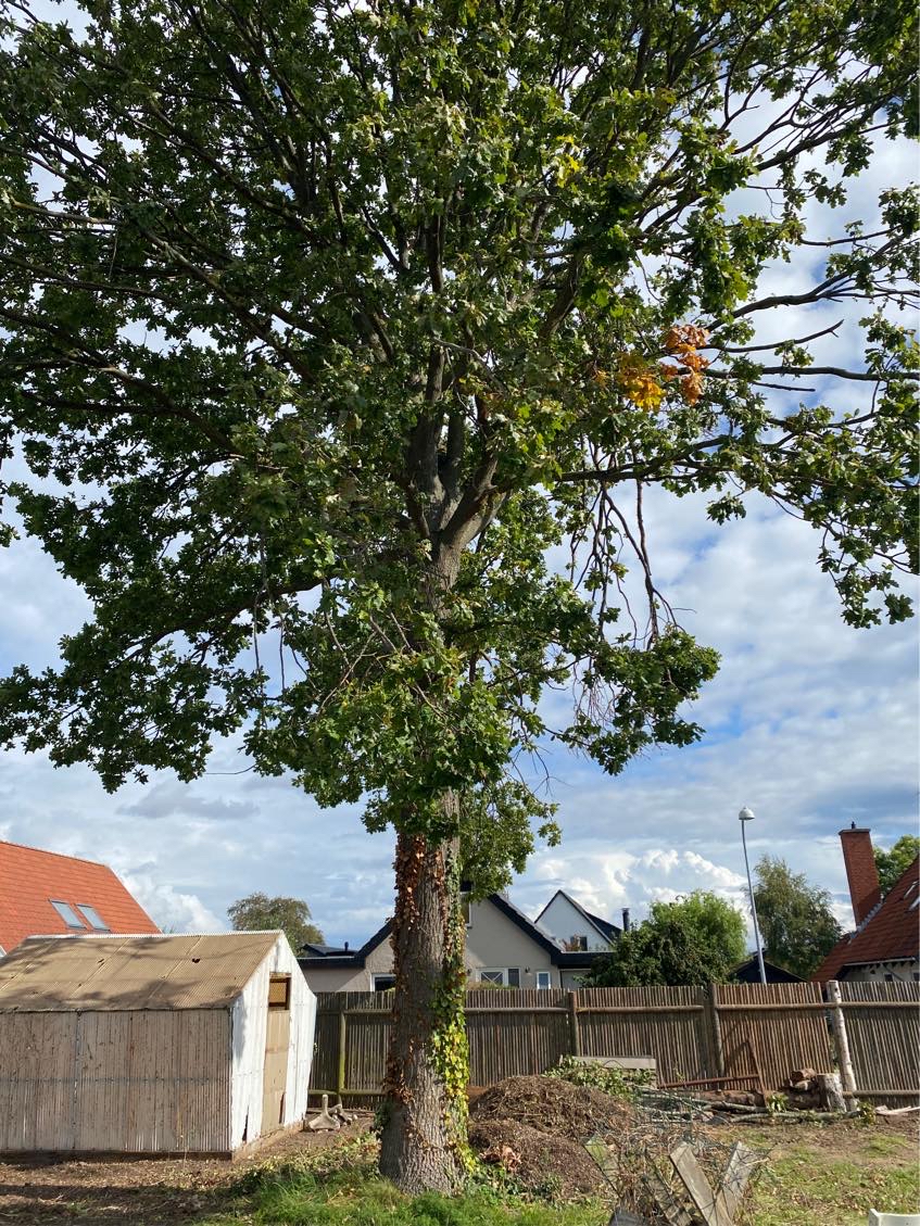 Fælde træ og planere have