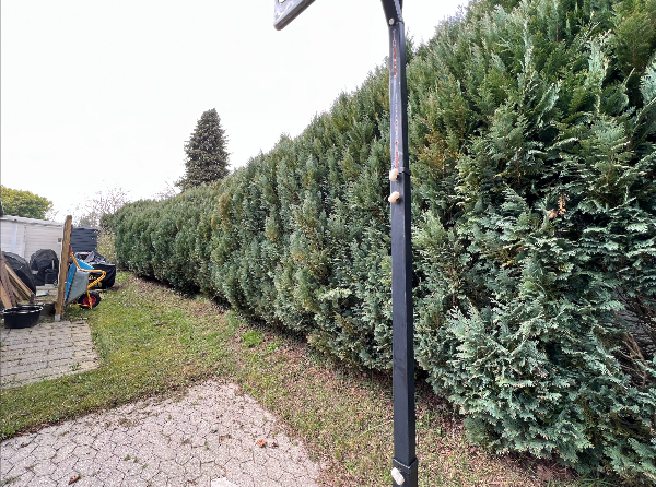 Kraftig topbeskæring af ca. 15m thuja hæk samt tynding af sider og bortskaffelse af afklip