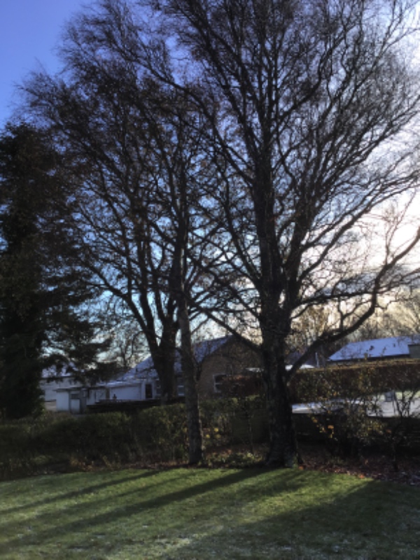 Fældning af 5 større træer (eg og Birk) i boligområde
