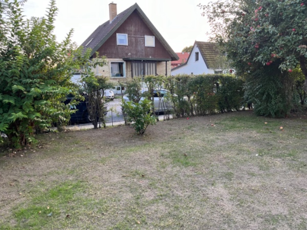 Fjernelse af tjørnehæk.