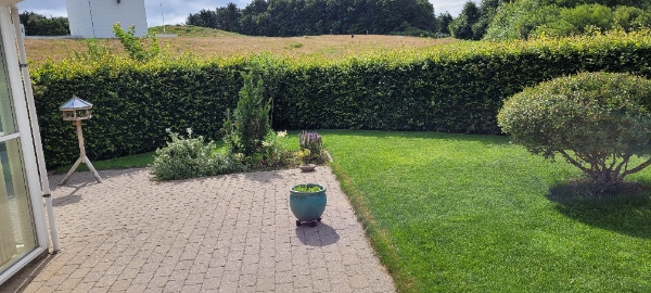 Klipning af bøgehæk