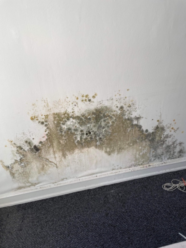 Sanering af skimmelsvamp