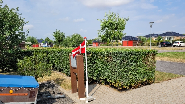 Klipning af bøgehæk