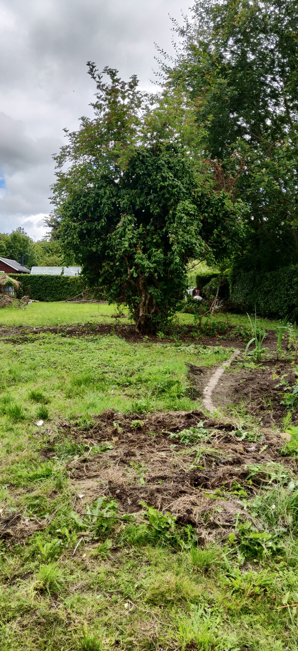 Fjernelse af to trærødder samt fræsning af havestykke