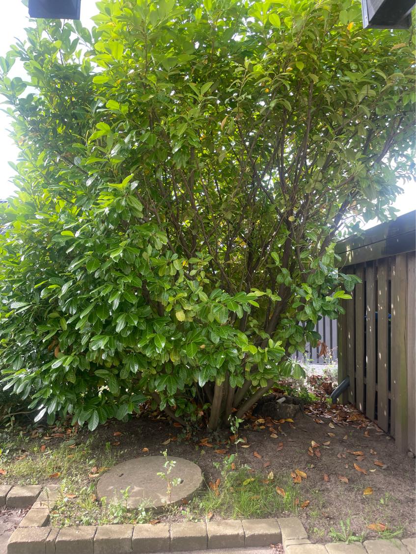 Vedligeholde forhave