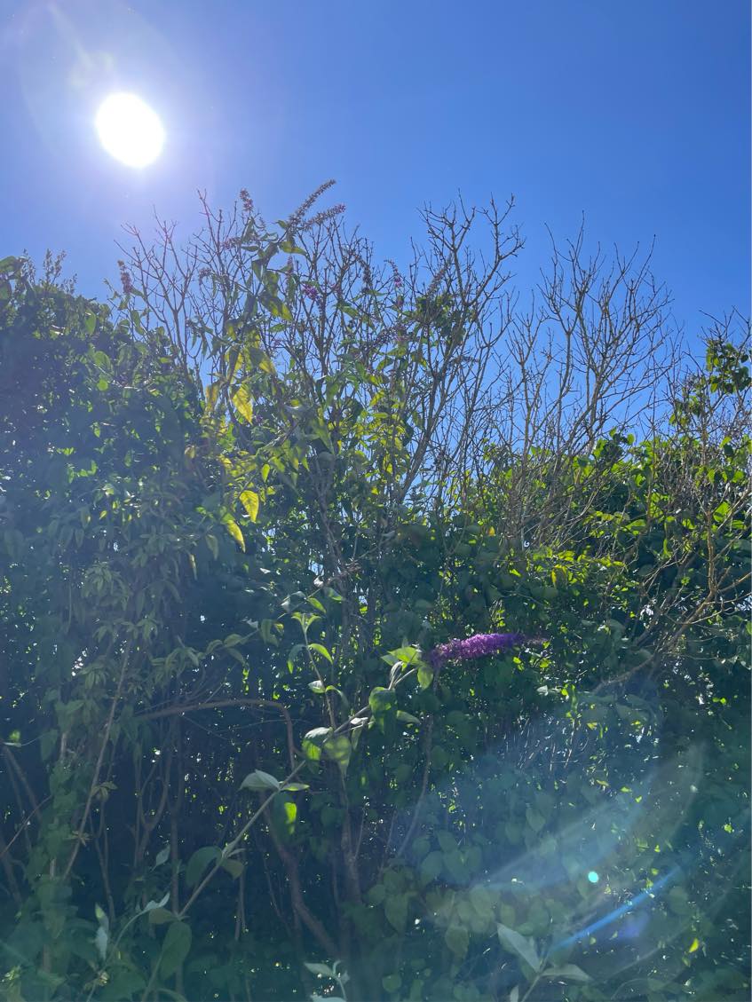 Beskæring af træer og buske