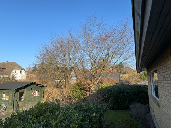 Topkapning af træer