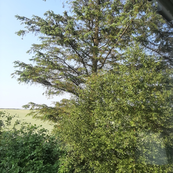 Nedfældning grantræer